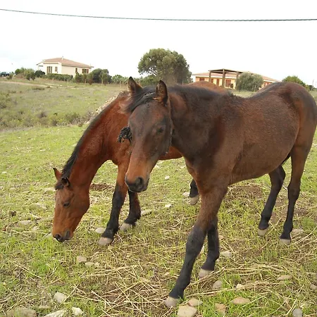 Depalmas בית חווה