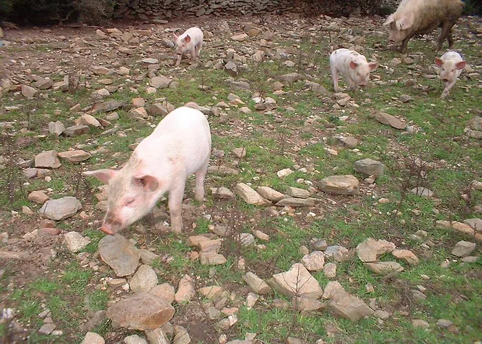 Depalmas Farmház *