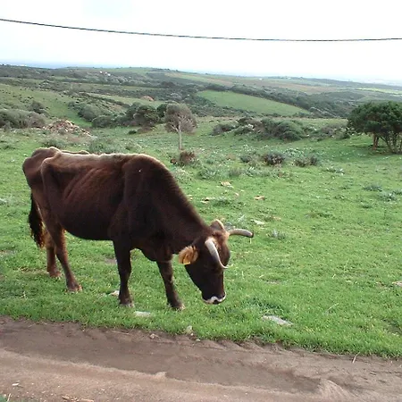 Depalmas *