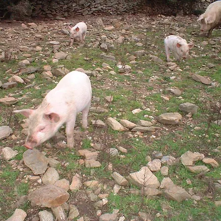 Depalmas Farm stay *